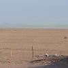 The Chlorine plume rises downwind as it becomes neutrally boyant above the warming playa.