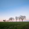 A photo of a group of trees in the evening light. The sky is a strange mix of pink and blue, making it seem as though it is early morning instead of evening.