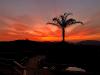 A photo depicting the silhouette of a palm tree as the sun sets across mountains in the background.