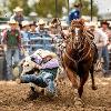 Rodeo member holding on to the horns of a bull bringing it to the ground