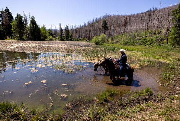 Veteran on a horse in water as part of the VA work study program