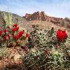 Capitol Reef Wildlife