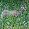 Capitol Reef Wildlife