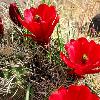 Capitol Reef Wildlife