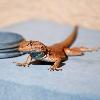 Capitol Reef Wildlife