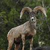 Capitol Reef Wildlife