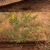 Capitol Reef Wildlife