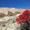 Capitol Reef Wildlife