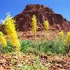 Capitol Reef Wildlife