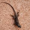 Capitol Reef Wildlife