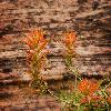 Capitol Reef Wildlife