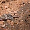 Capitol Reef Wildlife