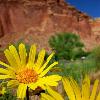 Capitol Reef Wildlife