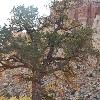 Capitol Reef Wildlife