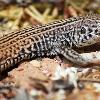 Capitol Reef Wildlife