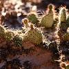 Capitol Reef Wildlife