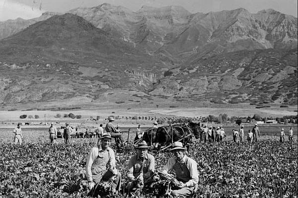 A black and white image of 3 men kneeling in a crop field.