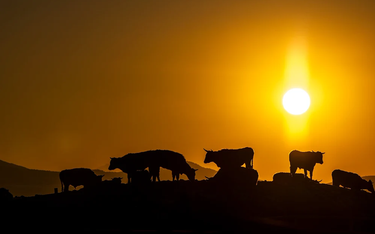 Silhouettes of cows grazing against an orange sunset.