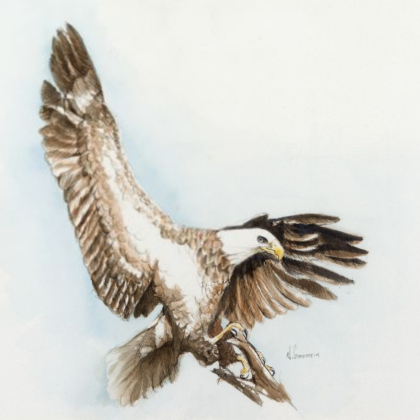 Bald Eagle by Nancy Goodstein - decorative image