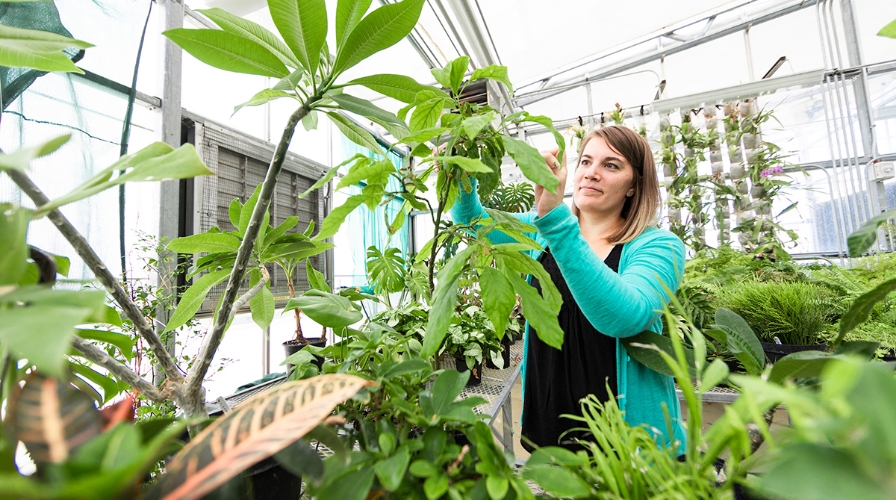 Student tending to plants in campus greenhouse.