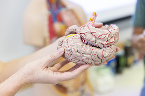 Someone holding a plastic brain