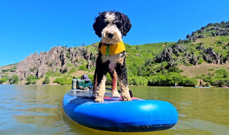 dog on paddleboard