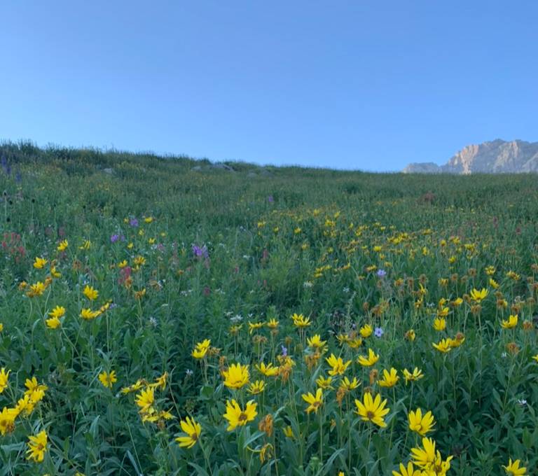 flower field