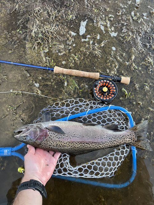 fish