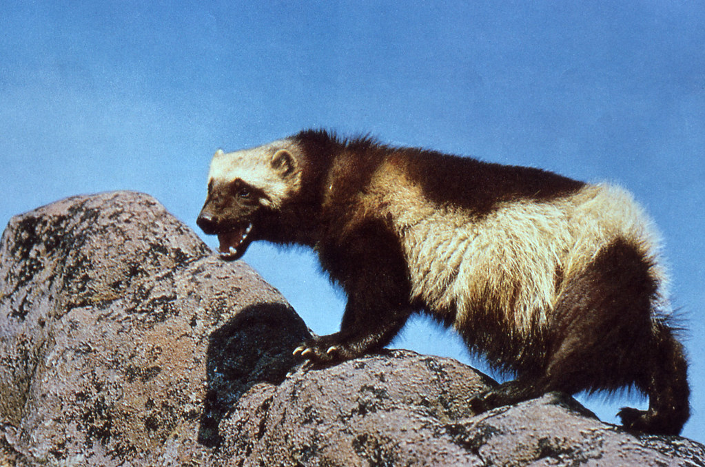 Wolverine climbing