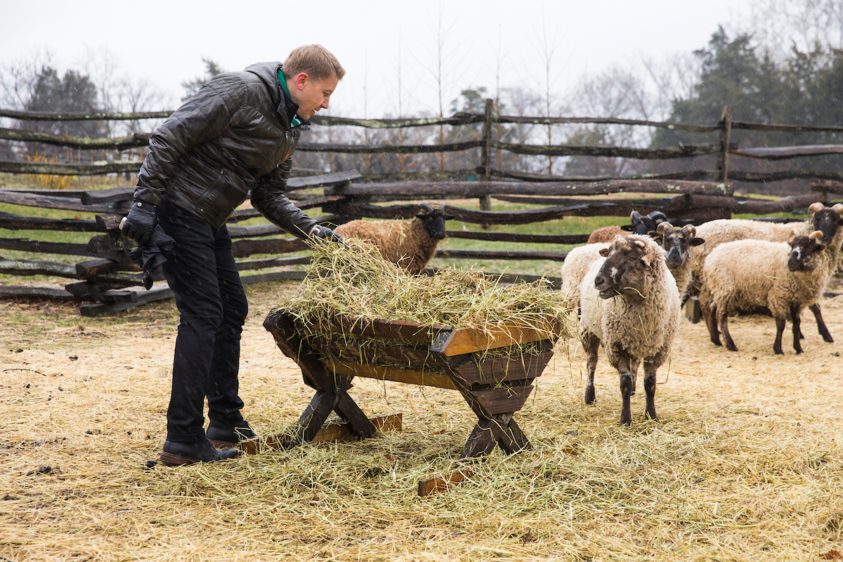 person working with sheep