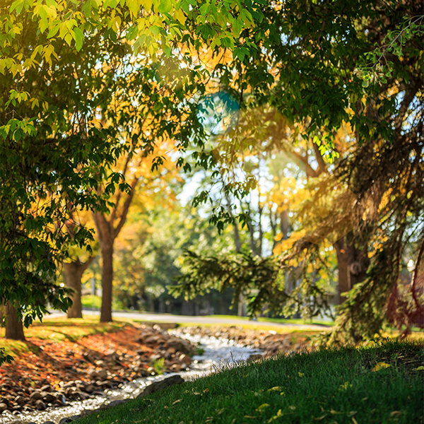 Campus trees in the fall