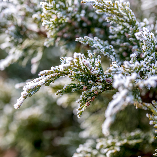 Evergreen branch covered in snow