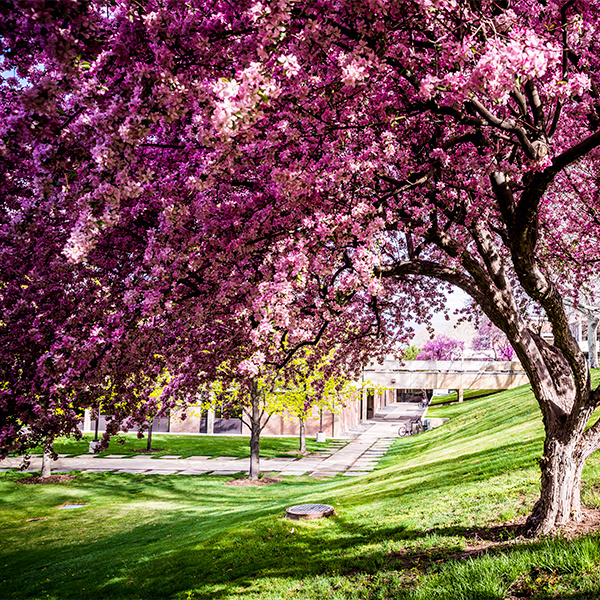 Trees with pink spring blossoms
