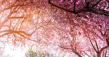 Rays of sunshine coming through the purple leaves of trees