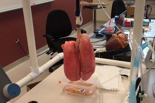 A pair of pig lungs