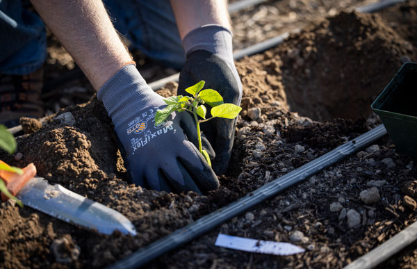 Close up of hands planting a seedling in soil