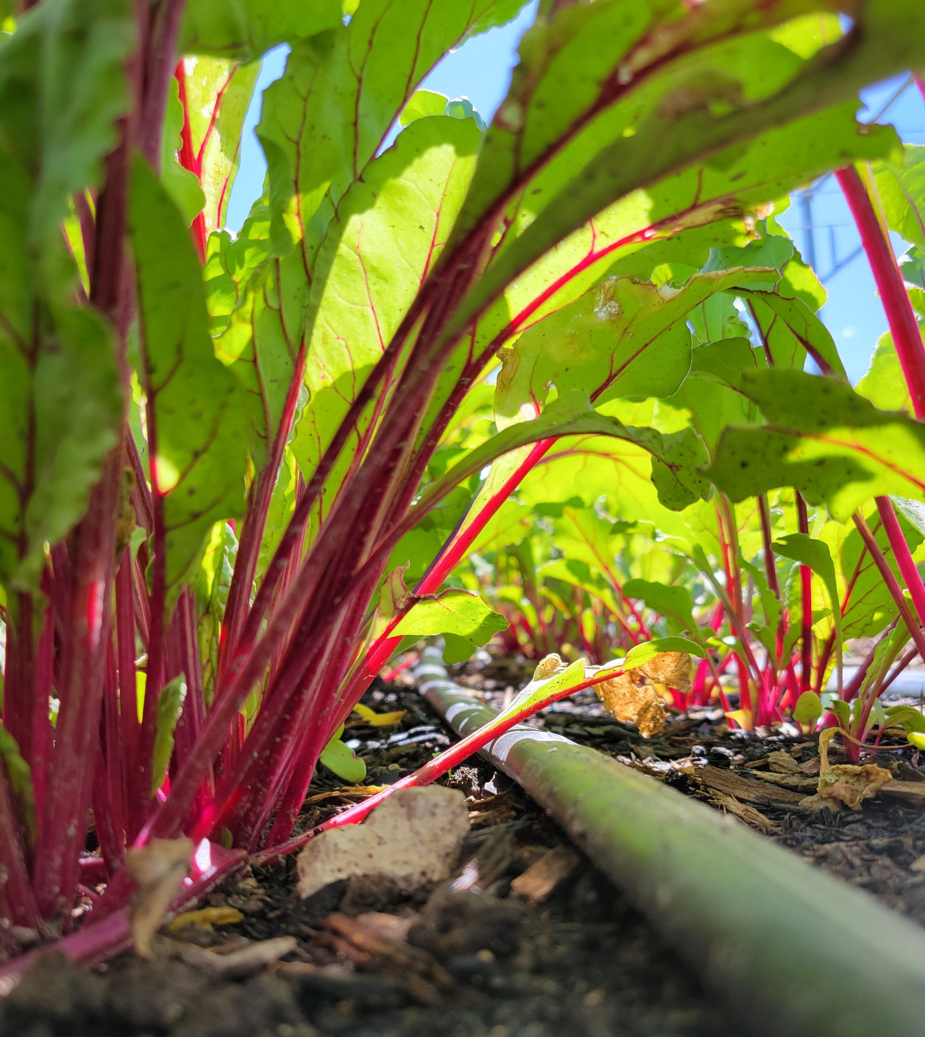 Beet greens