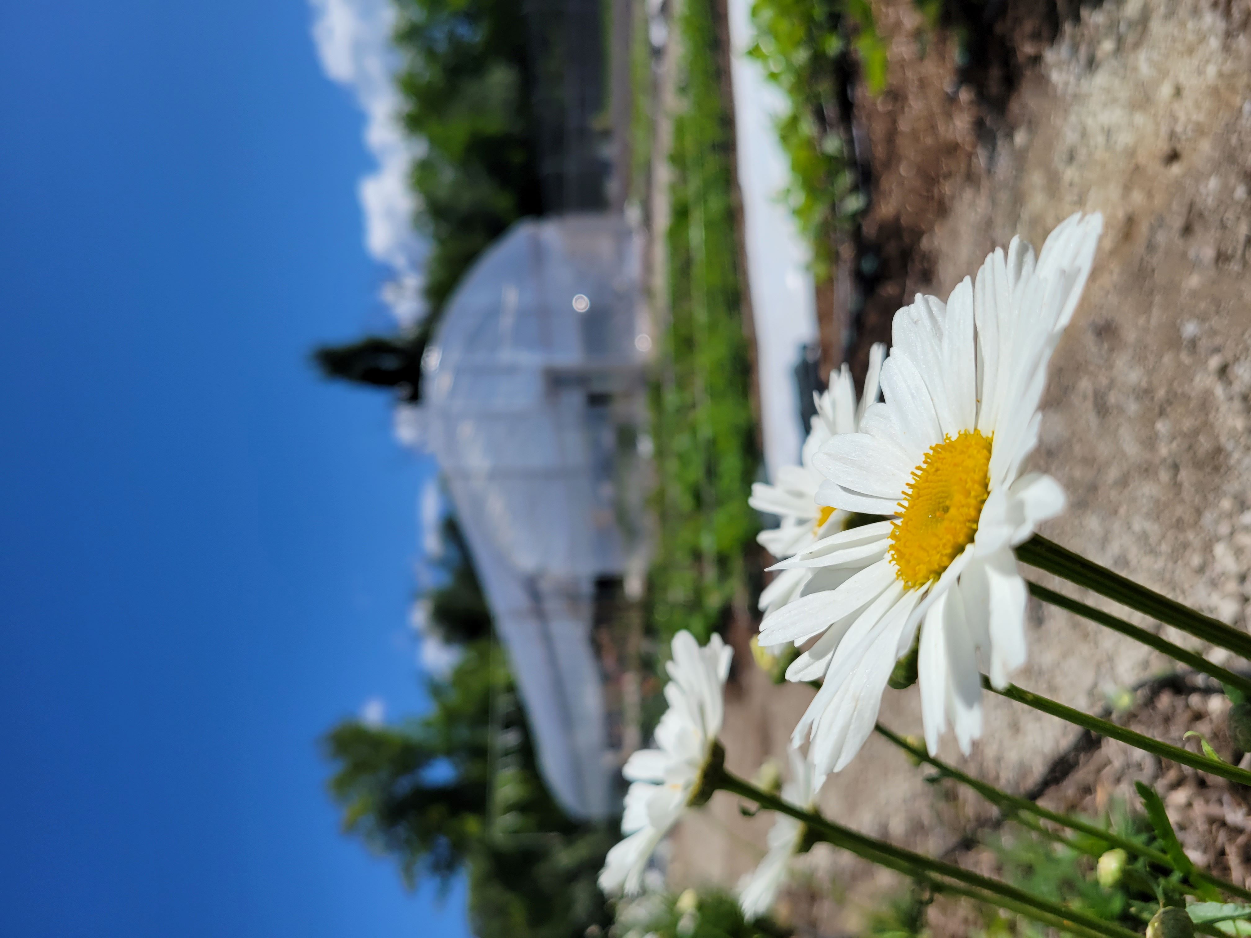 GRIT Garden hoop house