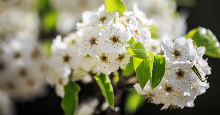 white blossoms