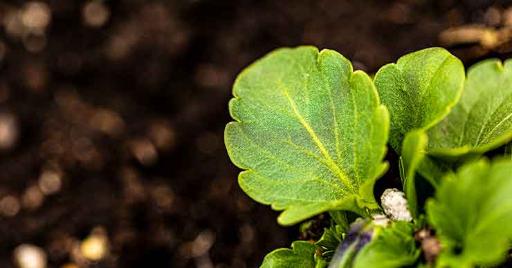 plants in nature