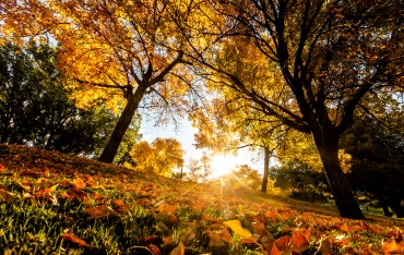 Trees, grass, fall leaves, and sun