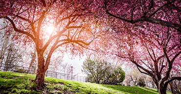 Blossoming pink tree with sun shining thorugh the branches