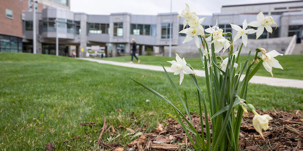 An image of some flowers planted on main campus with a person walking behind them.