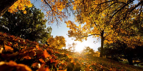 A nature photograph of red and orange leaves on the ground and trees.