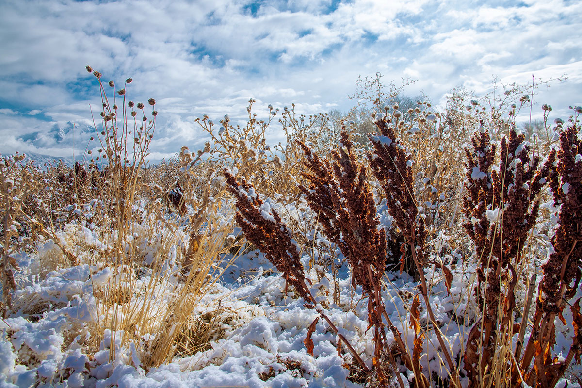 Artwork by Benjamin Lopez titled Snowy Grass