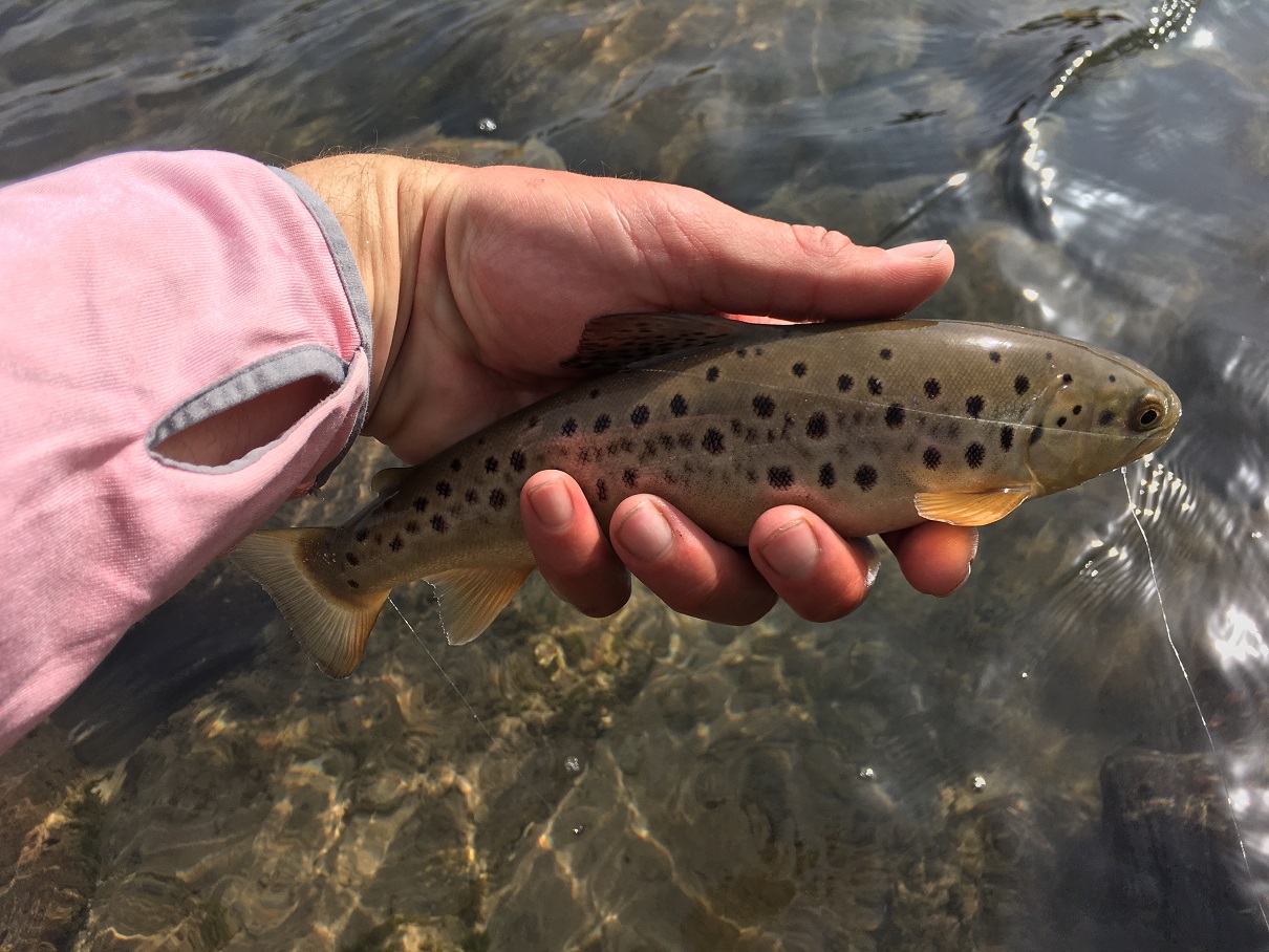 fish